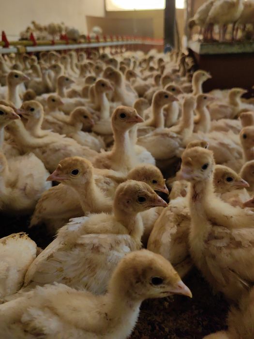 Пуйки Бройлери С.Ивански