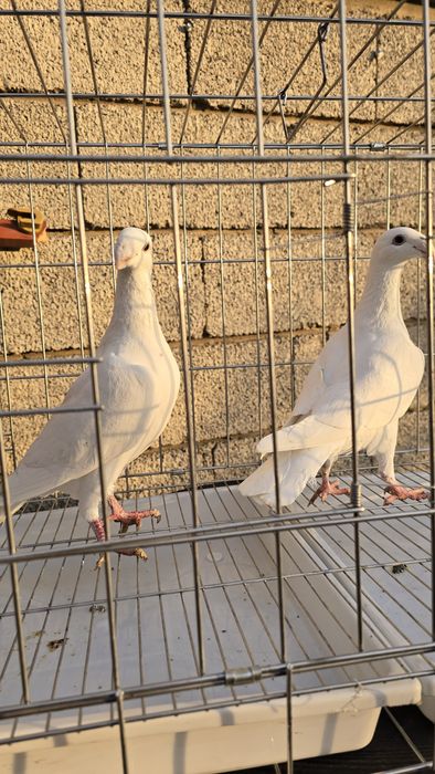 Голуби парные...