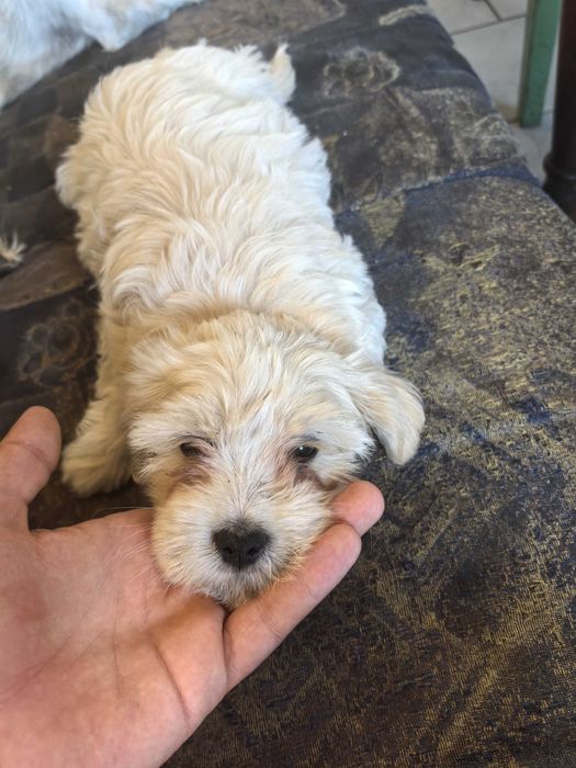 Pui caine bichon