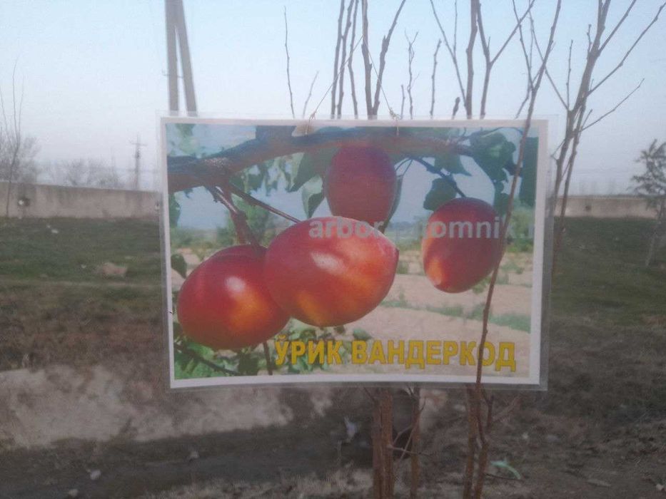 Xarhil ko'chatlardekarativ archalar mevali ko'chatlar arzon narhlarda.