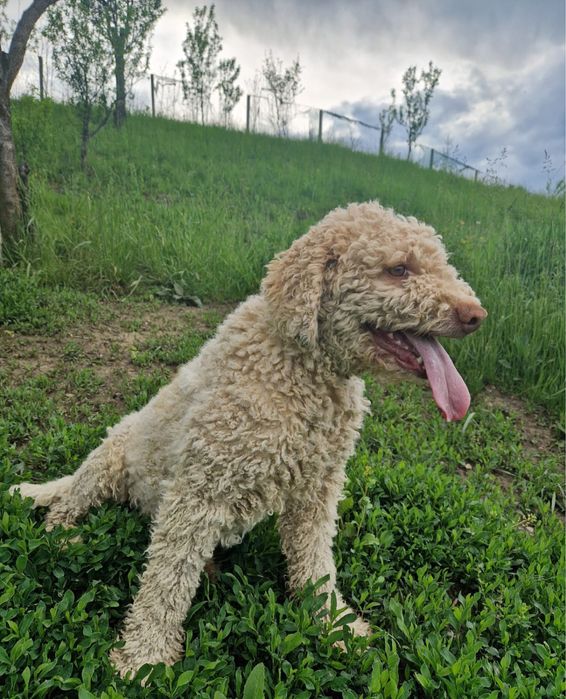 Mascul lagotto foarte frumos si cuminte
