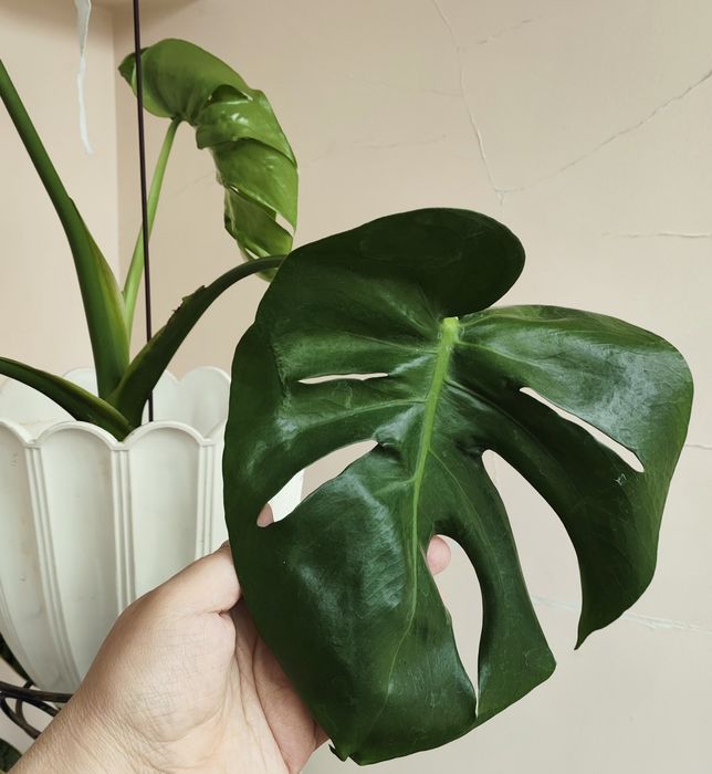 Монстера комнатный цветок продам