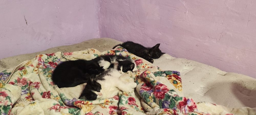 Отдам котят в добрые руки