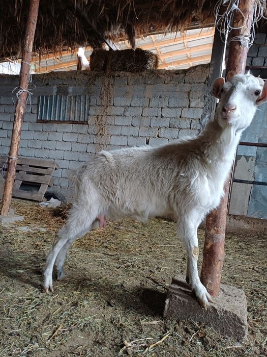 Занен ешкы сатлады