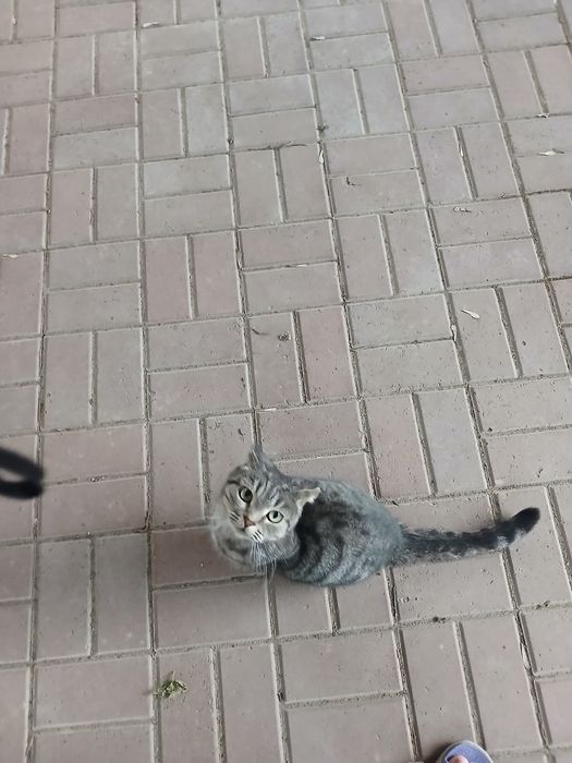 Отдам бесплатно кота