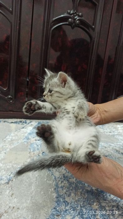 Ширингина мушукчалар