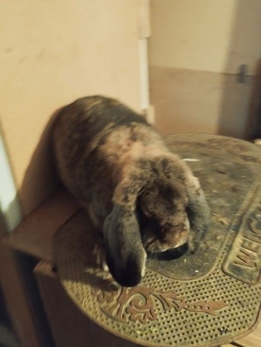 Iepuri berbec german femela