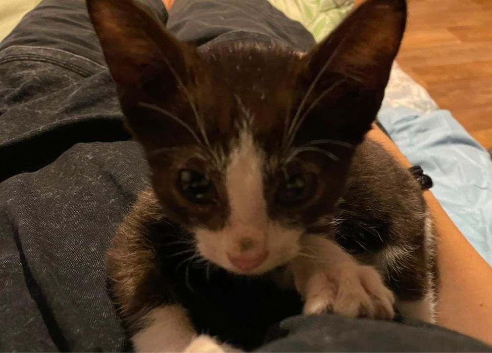 Котик ищет свой дом