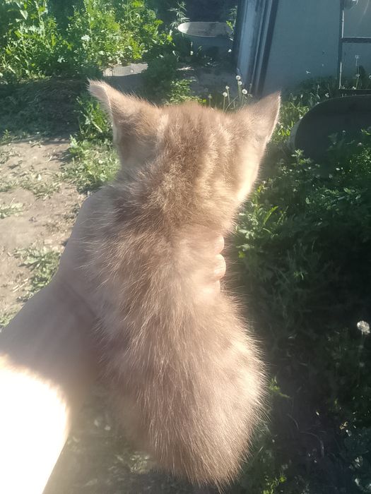 Котёнок ищет дом.