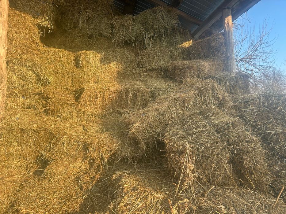 Vând baloți de lucernă