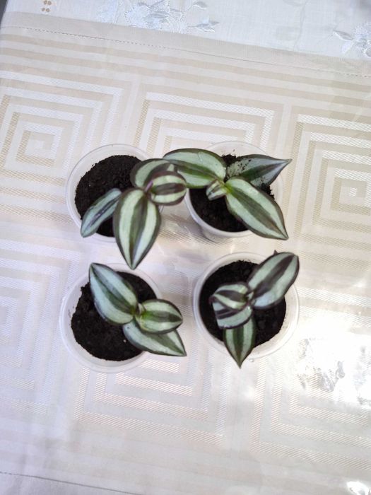 Продам традисканцию зебрину