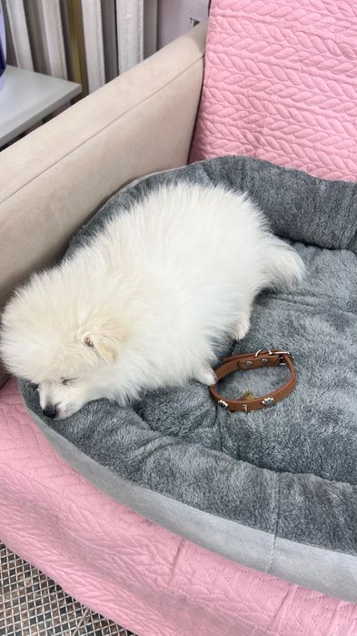 Померанский шпиц