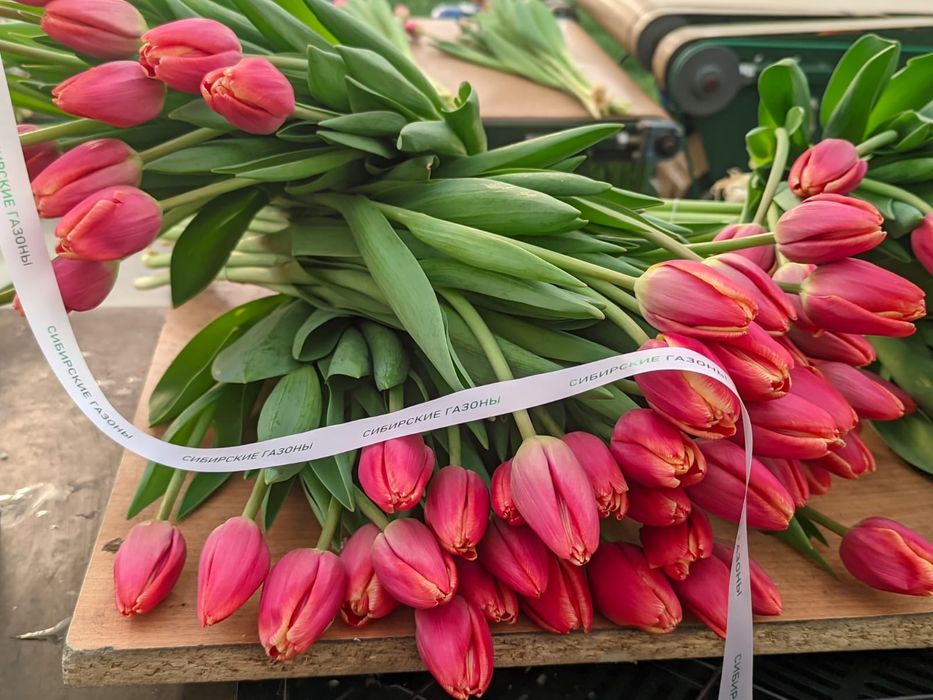 Тюльпаны в розницу от 550тг.