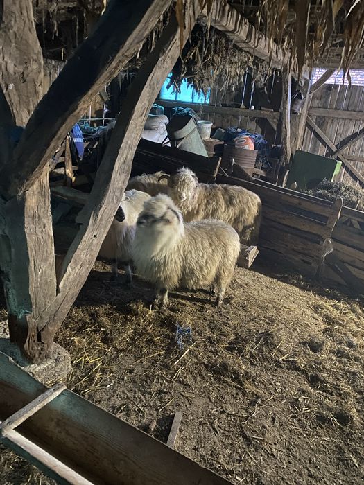 Se vand 3oi si 1 berbec