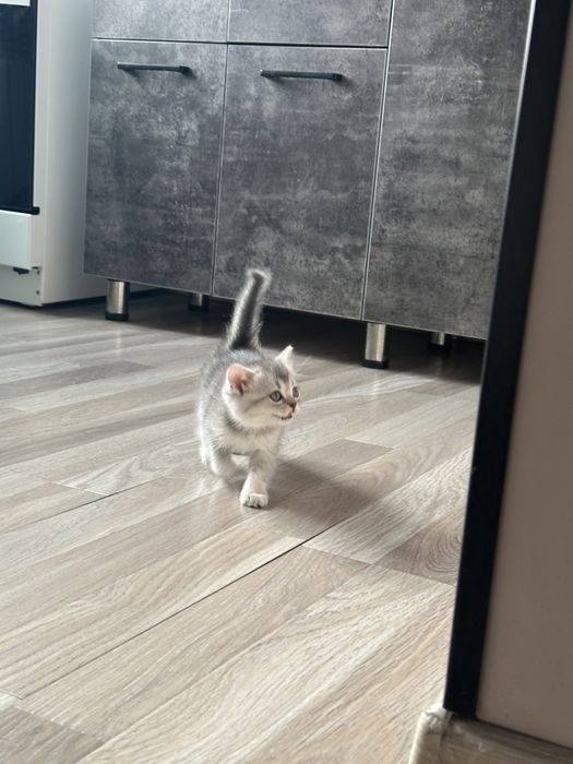 Мушук сотилади | шиншилла