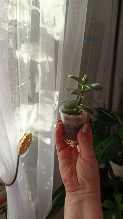 Продам  комнатные цветы