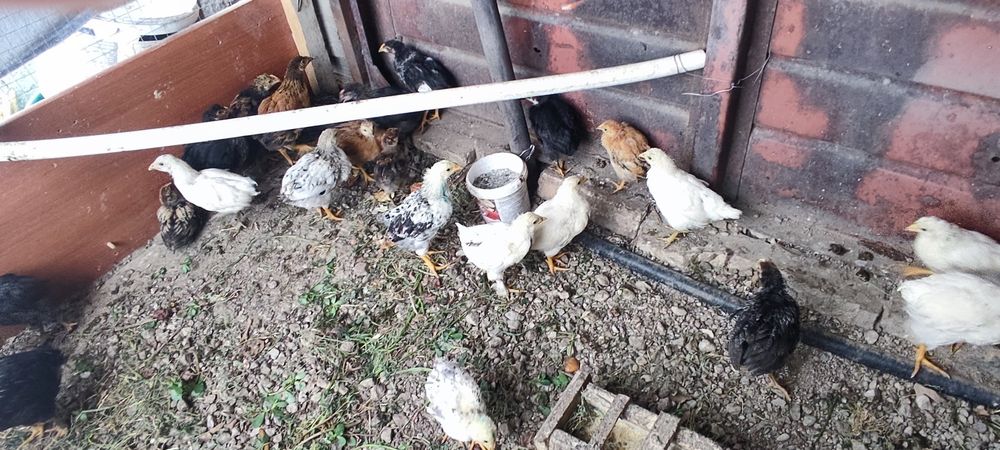Продам цыплят домашних