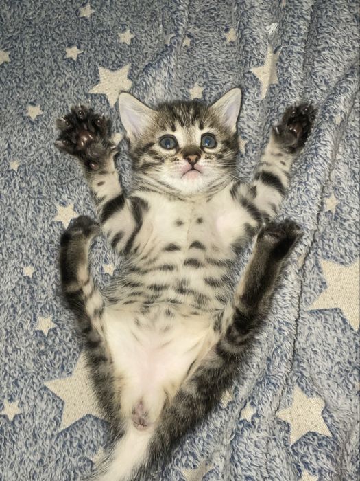 Продам бенгальских котят