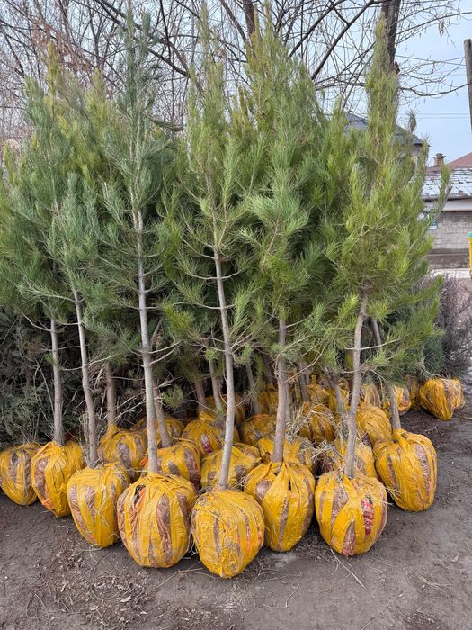 Көшеттер бар арзан бағада