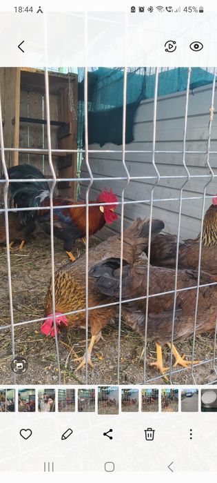 Gaini italiene potarnichi și perlate