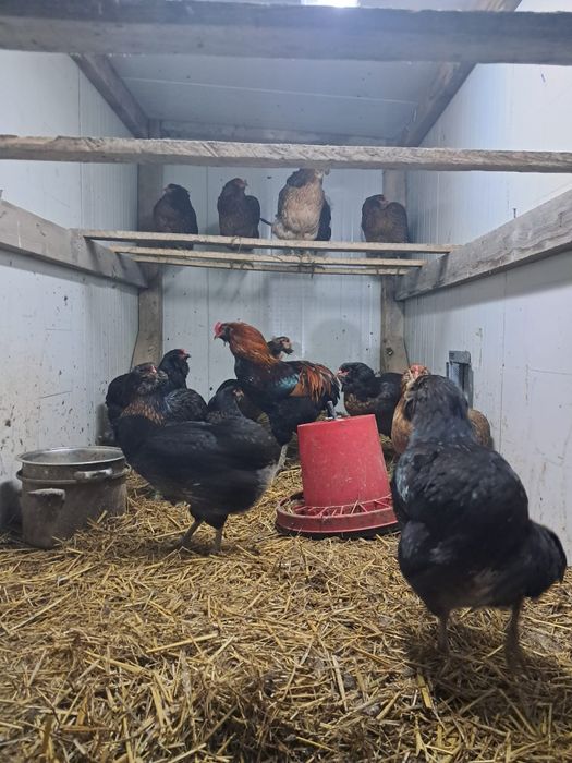 Oua Bio din gaini crescute free range