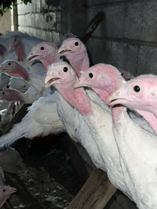 Үндік, күркетауық 2 айлық
