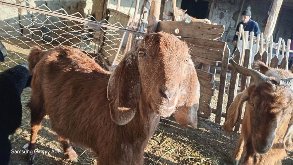 Avgʻon echkisi echki bogʻoz takasi ham bor avgʻon taka