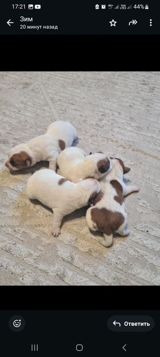 Джек рассел терьер