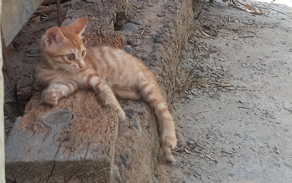 Котята свои  домашние.