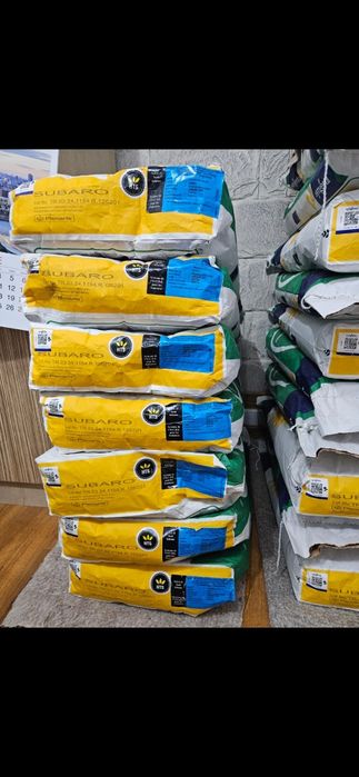 Sămânță de floarea soarelui Syngenta