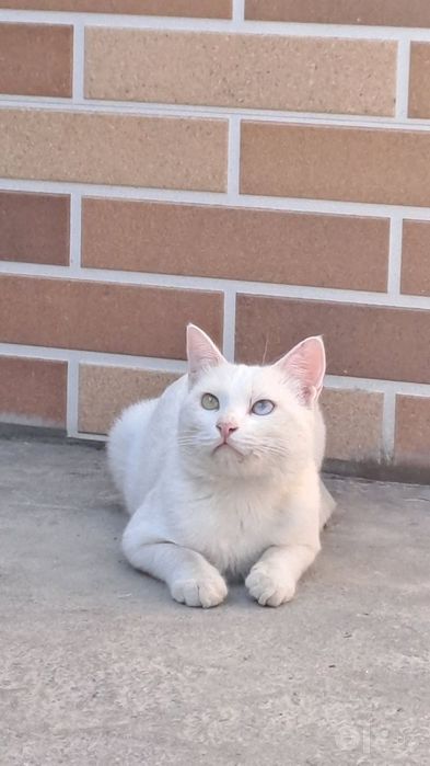 Turtski angora sotiladi aqilli judayam mehribon