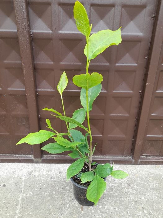 Магнолия Рустика Рубра