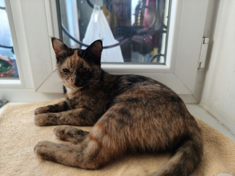 Отдам кошку в хорошие руки