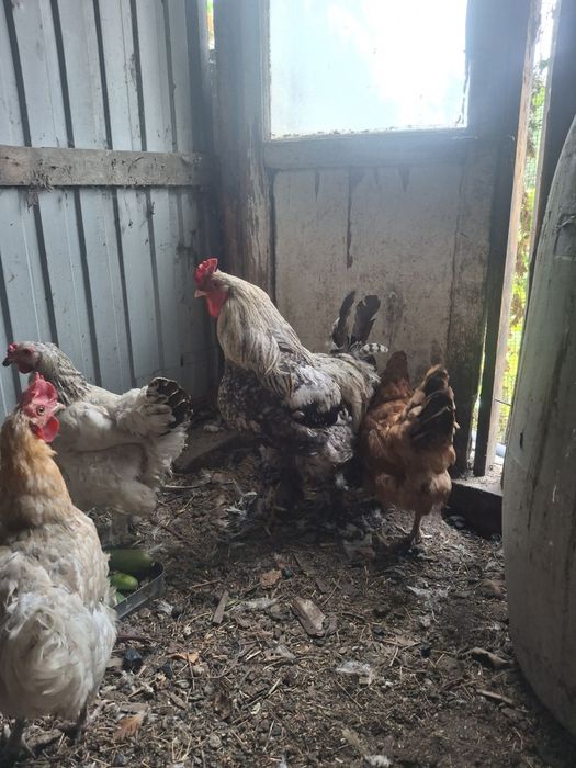 Продам куры, петух