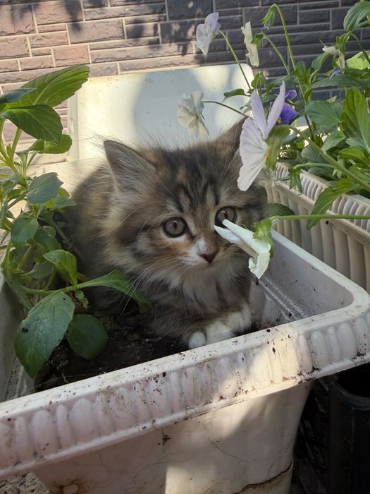 Котята в хорошие руки