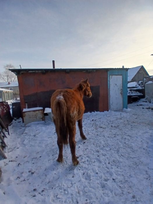 Продам жеребчика 1.5 года