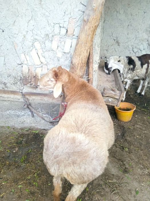 Qo'chqor sotiladi
