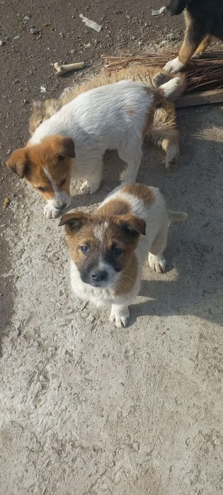 Отличные сторожевой щенки