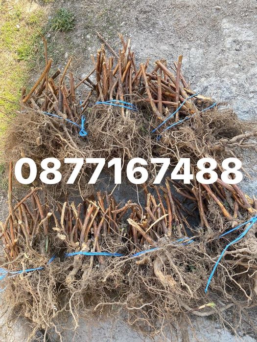 Качествен разсад ягоди и малини