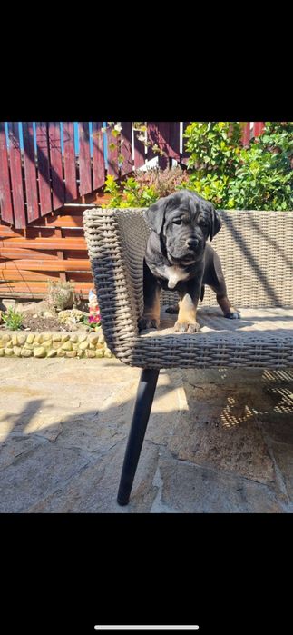 Кане корсо ферментино с родословие