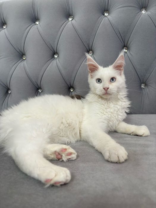 Baietel maine coon