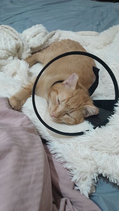 Отдаём котика в добрые руки