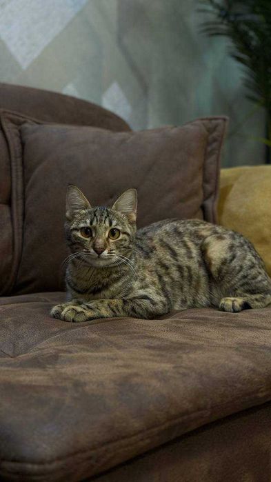 Кошечка ищет дом, отдам даром!