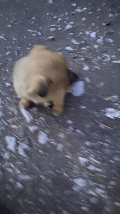 Отдам щенят в добрые руки