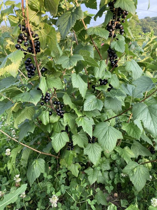 Coacaze negre fruct