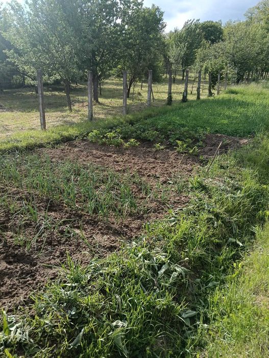 Casă de vânzare la țară – Căprioara, comuna Săvârșin, județul Arad