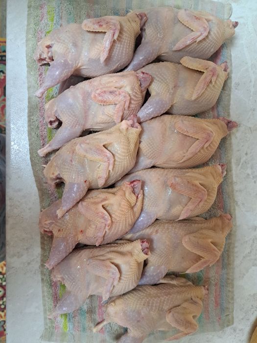 Перепелки домашние.