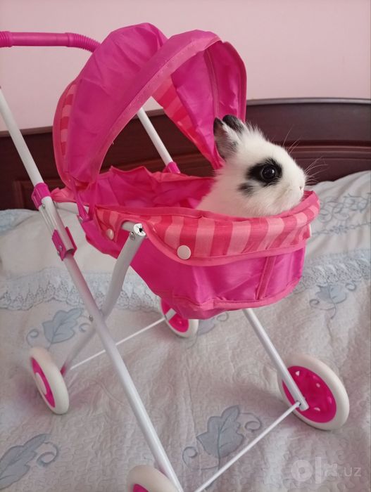 Angora samka zotli quyon 2 oylik 350000 qiberaman oqati bilan
