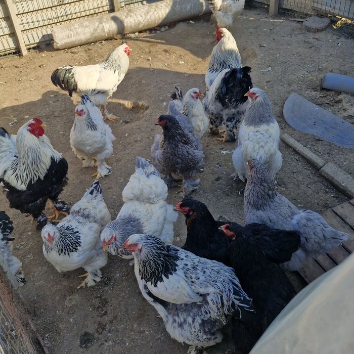 cocosi de vanzare brahma și oua.