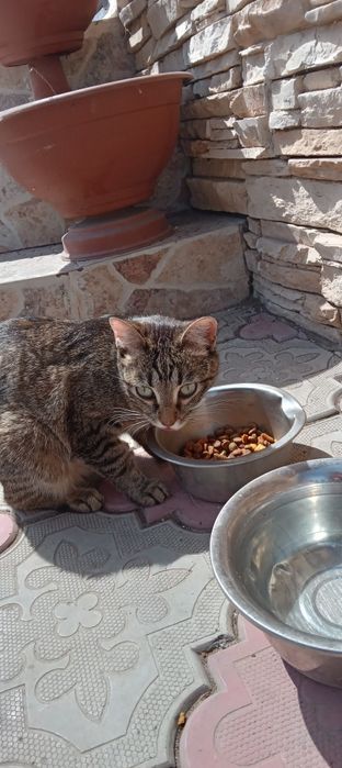 Найден котенок в Уркере